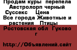 Продам куры, перепела. Австролорп черный. Суссекс. › Цена ­ 1 500 - Все города Животные и растения » Птицы   . Ростовская обл.,Гуково г.